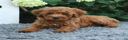 Miniature Poodle dogs for sale: Macy - Ad 5