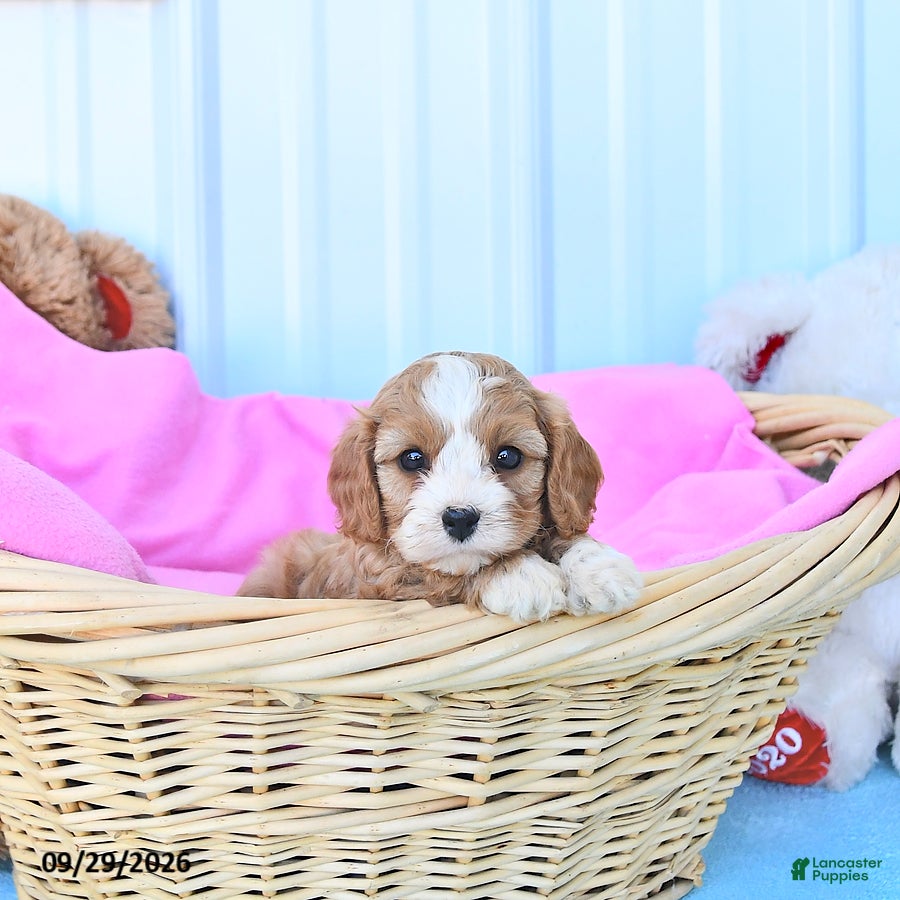 Cavapoo dogs Bonnie - Ad 2