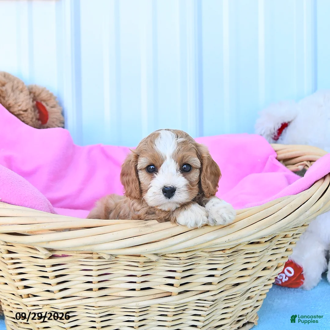 Cavapoo dogs for sale: Bonnie - Ad 2