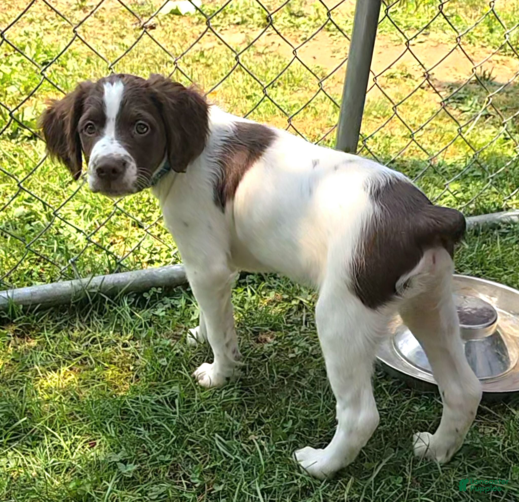 Brittany Spaniel dogs Brittany Spaniel 2 - Ad 4