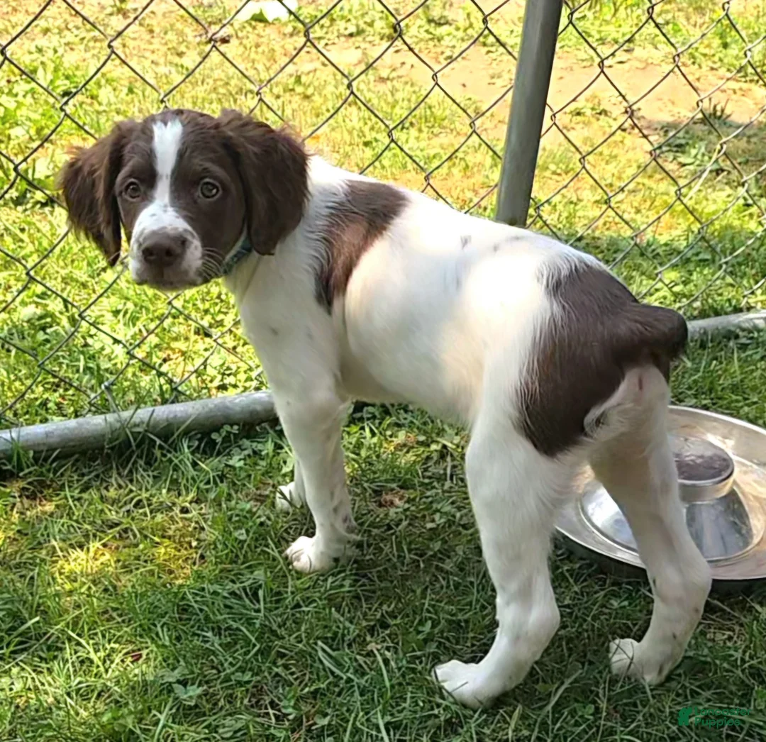 Brittany Spaniel dogs for sale: Brittany Spaniel 2 - Ad 1