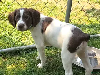 Brittany Spaniel dogs Brittany Spaniel 2 - Ad 4