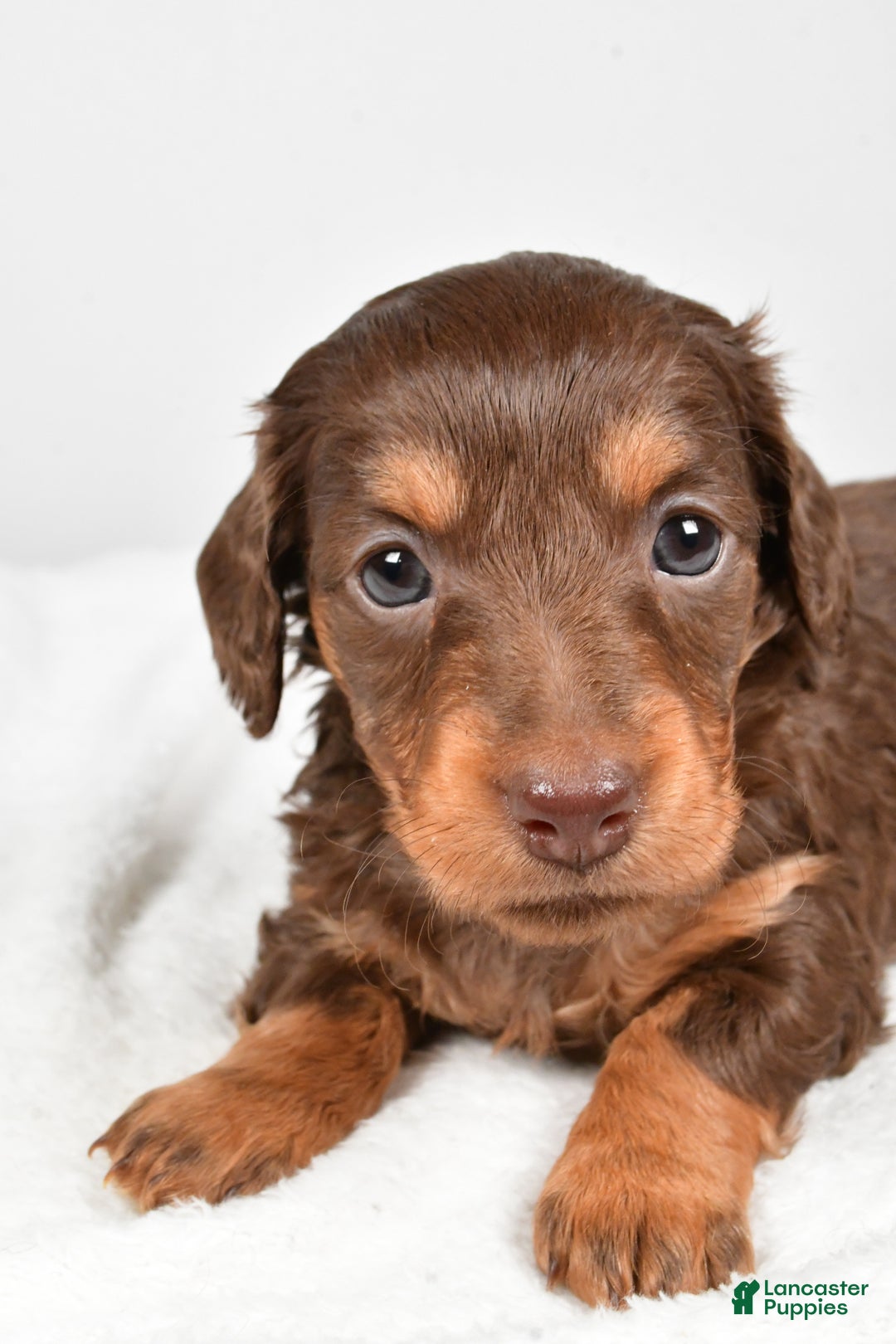 Miniature Dachshund dogs for sale: Callie - Ad 6