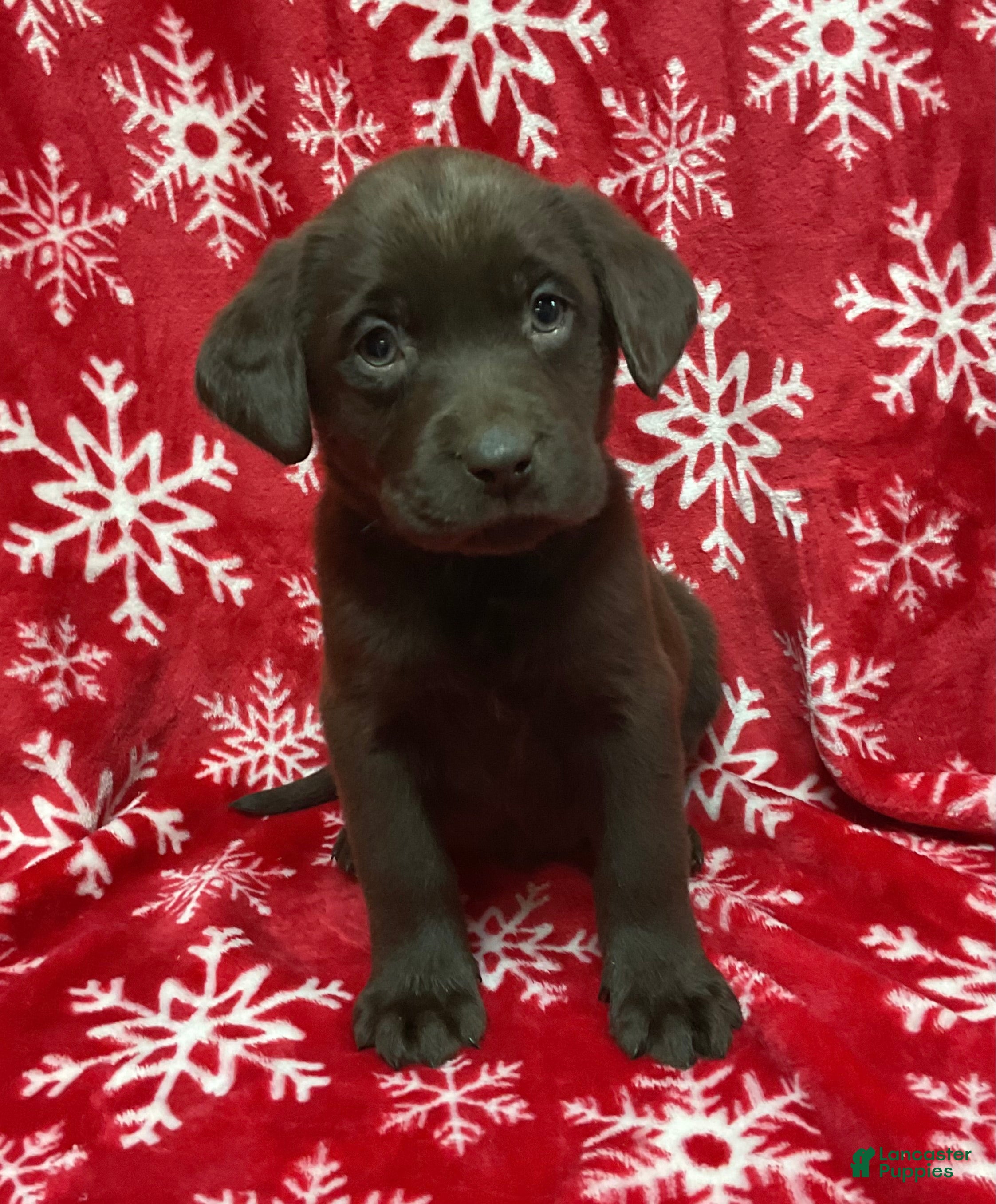 Labrador Retriever dogs GLORY - Ad 27