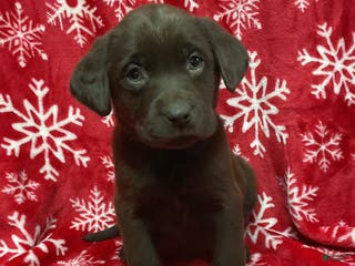 Labrador Retriever dogs GLORY - Ad 21