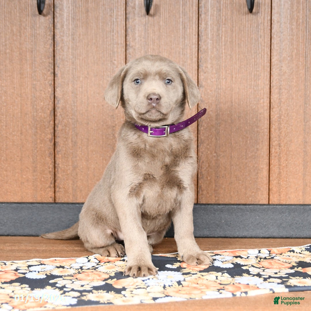 Labrador Retriever dogs for sale: Wanda - Ad 2