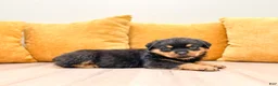 Rottweiler dogs for sale: Indie - Ad 3