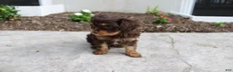 Cavapoo dogs for sale: Forrest - Ad 8