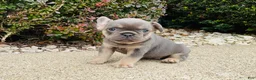 French Bulldog dogs for sale: Lacey - Ad 9