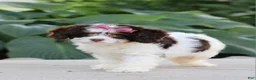 Cavapoo dogs for sale: Dana - Ad 6