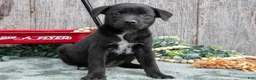 Mixed Breed dogs for sale: Stacy - Ad 1