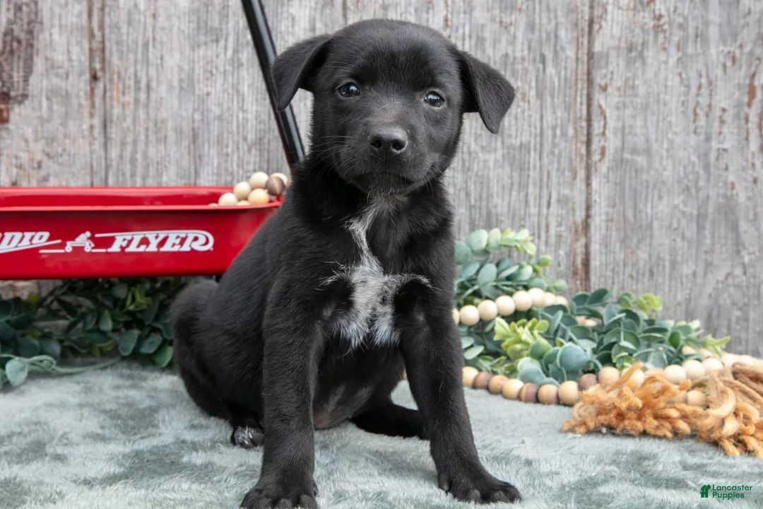 Mixed Breed dogs for sale: Stacy - Ad 1