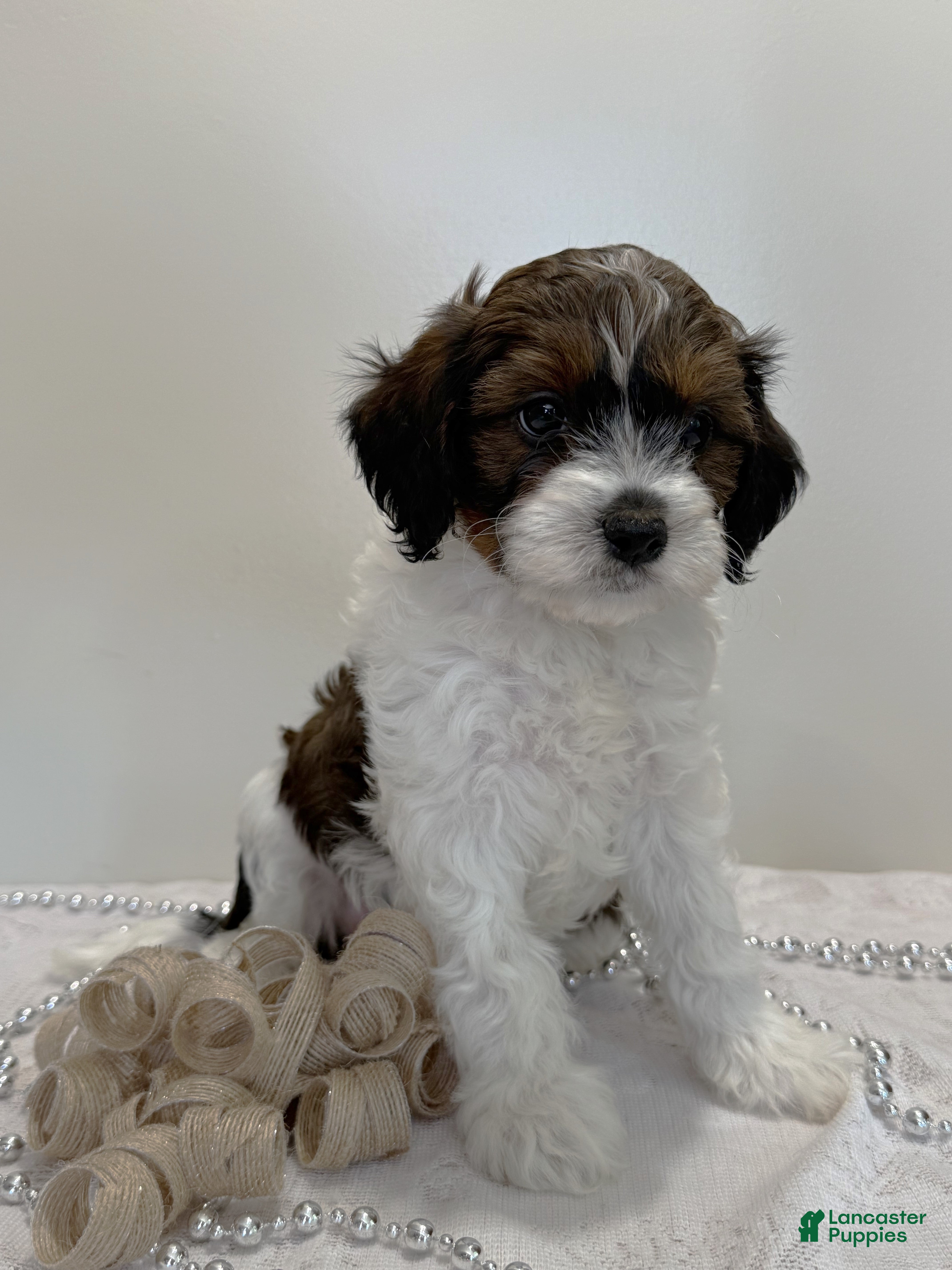 Cavapoo dogs for sale: Blueberry Cavapoo  - Ad 1