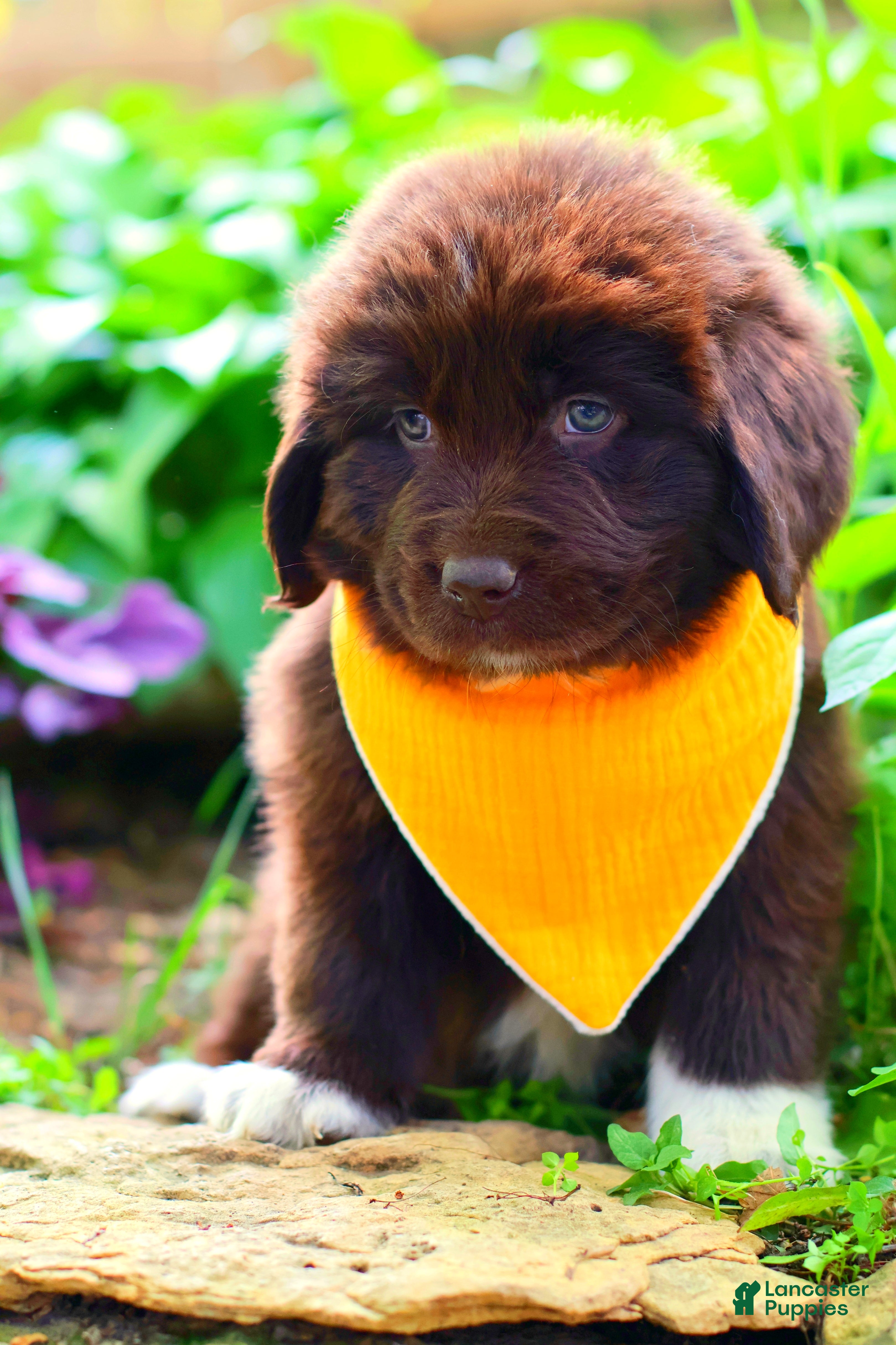 Newfoundland dogs Peach - Ad 1