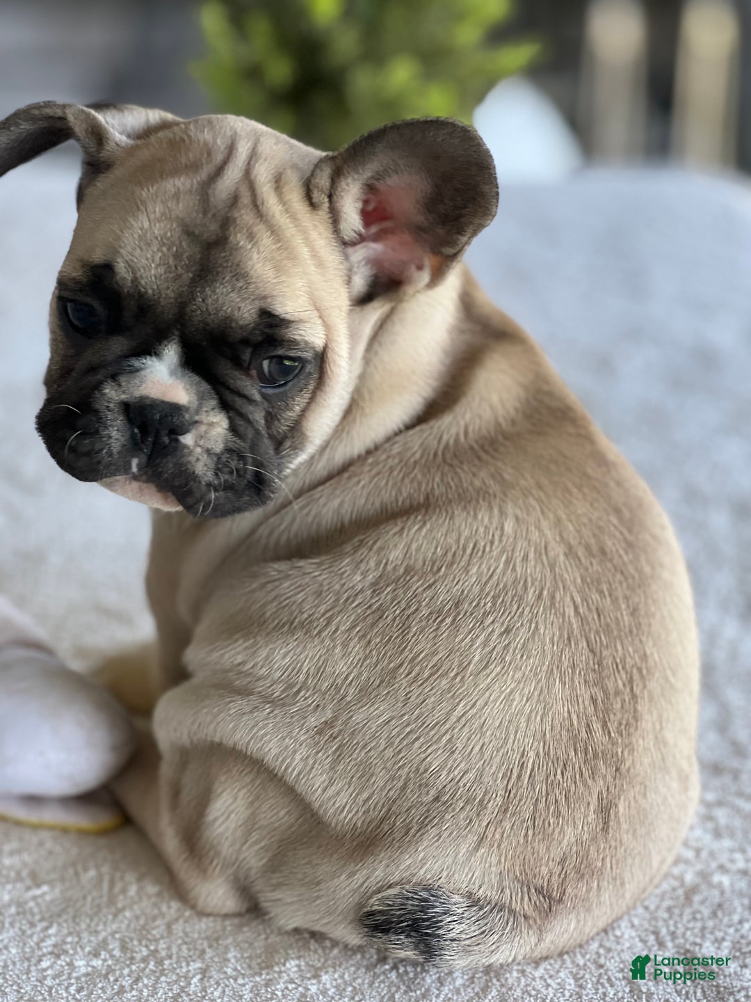 French Bulldog dogs for sale: Niko - Ad 10