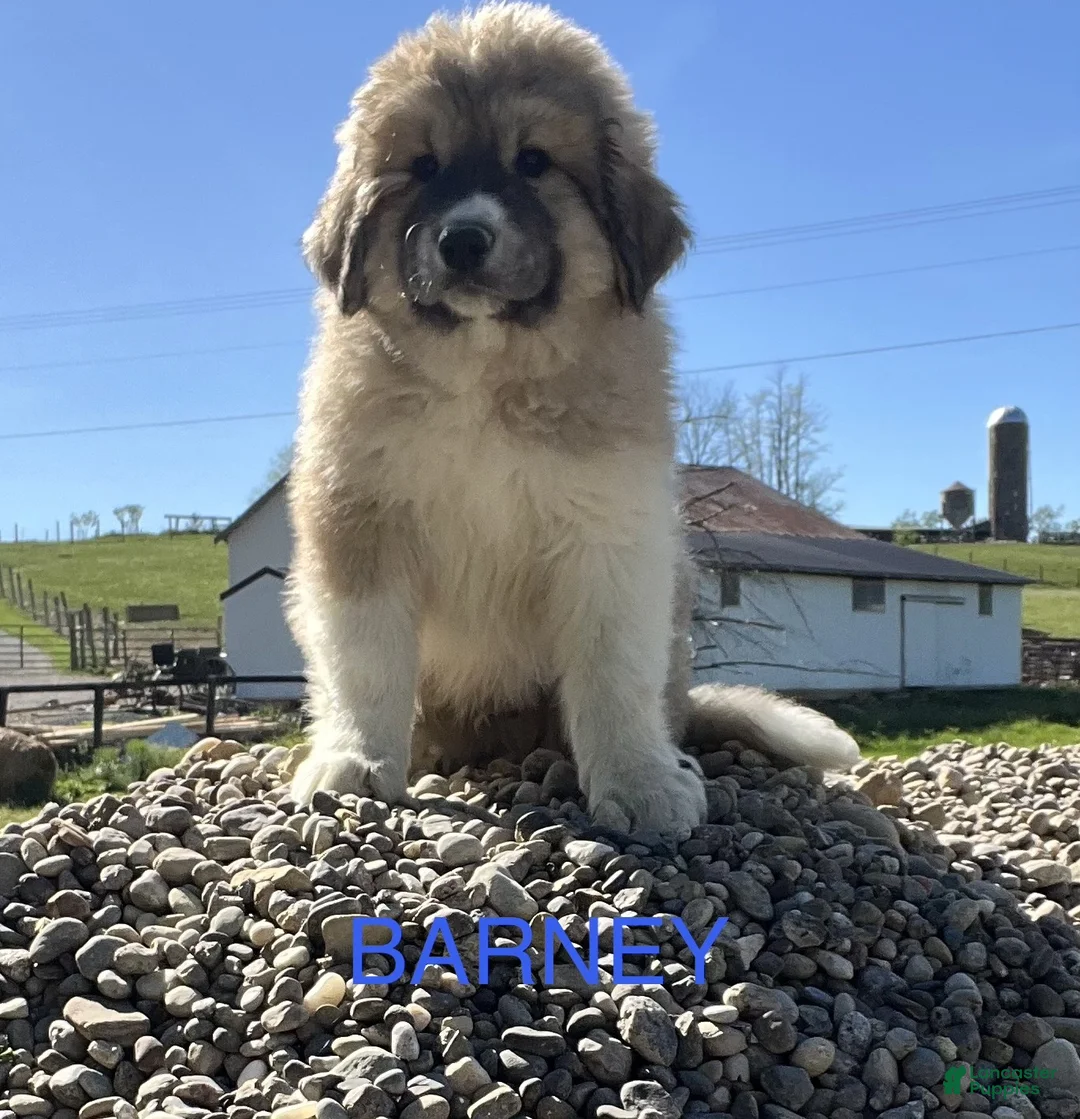 Great Pyrenees dogs for sale: Great Pyrenees Puppy 1 Barney - Ad 2