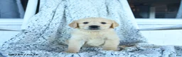 Golden Retriever dogs for sale: Goose - Ad 3