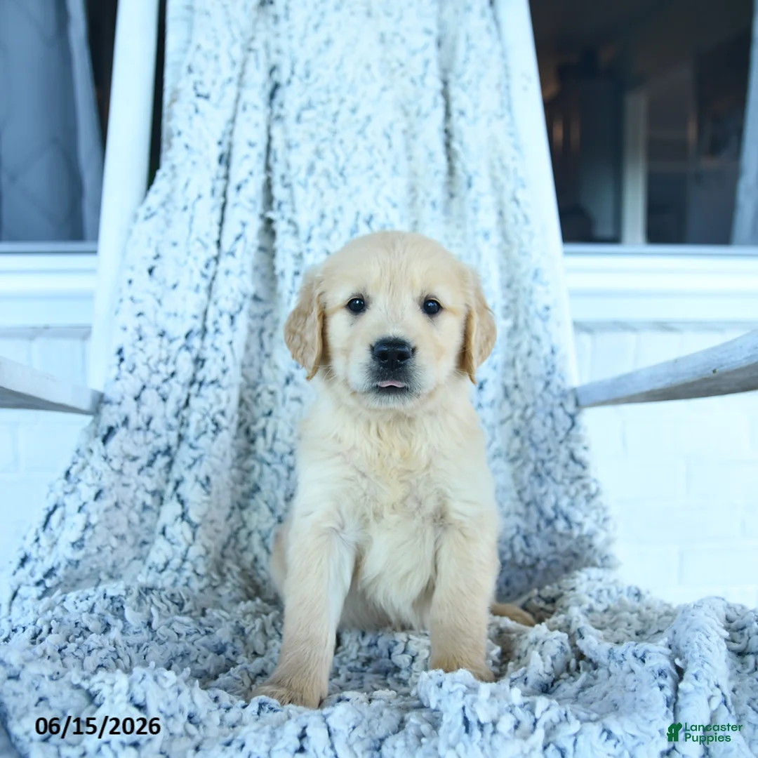 Golden Retriever dogs for sale: Goose - Ad 3