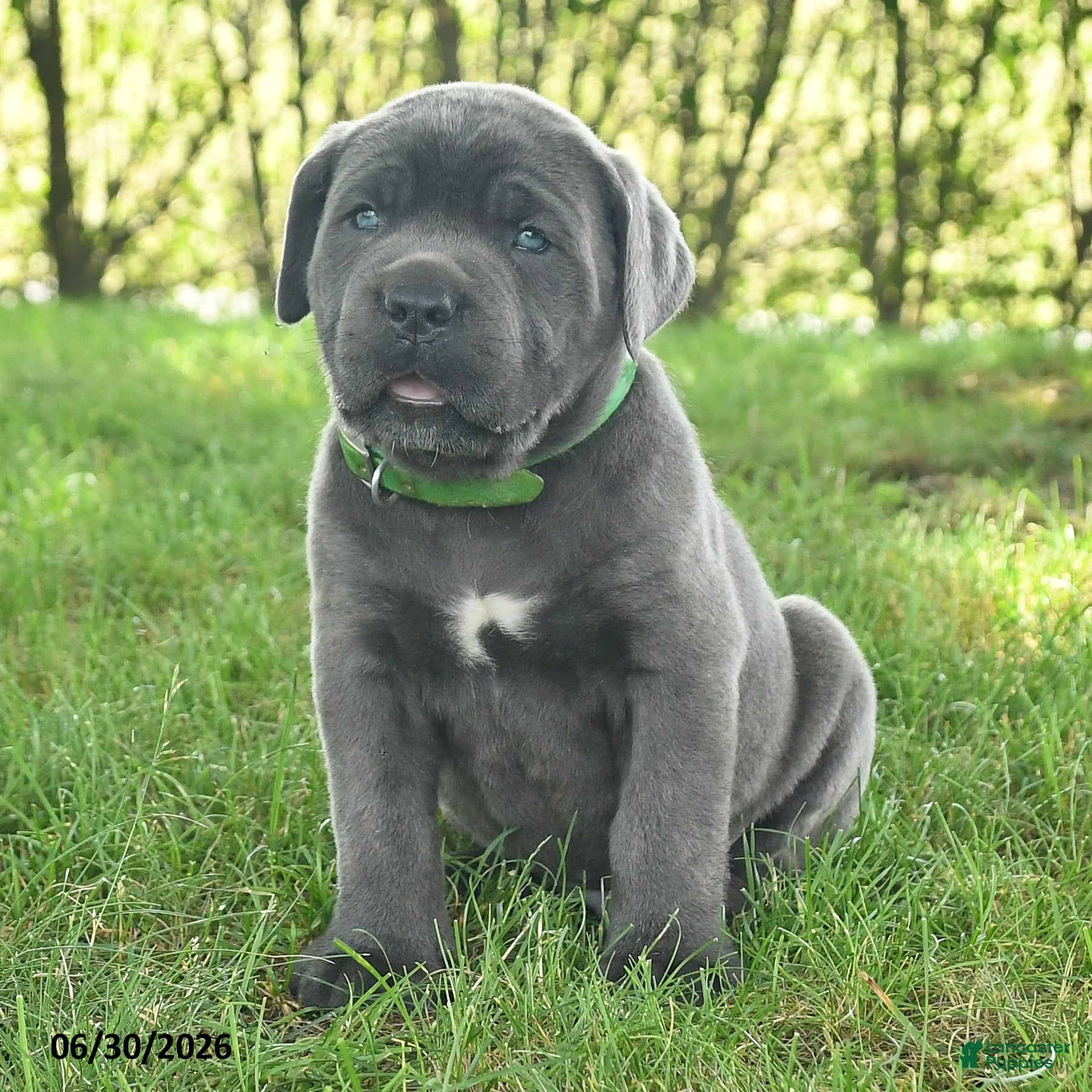 Cane Corso dogs Rolo - Ad 2