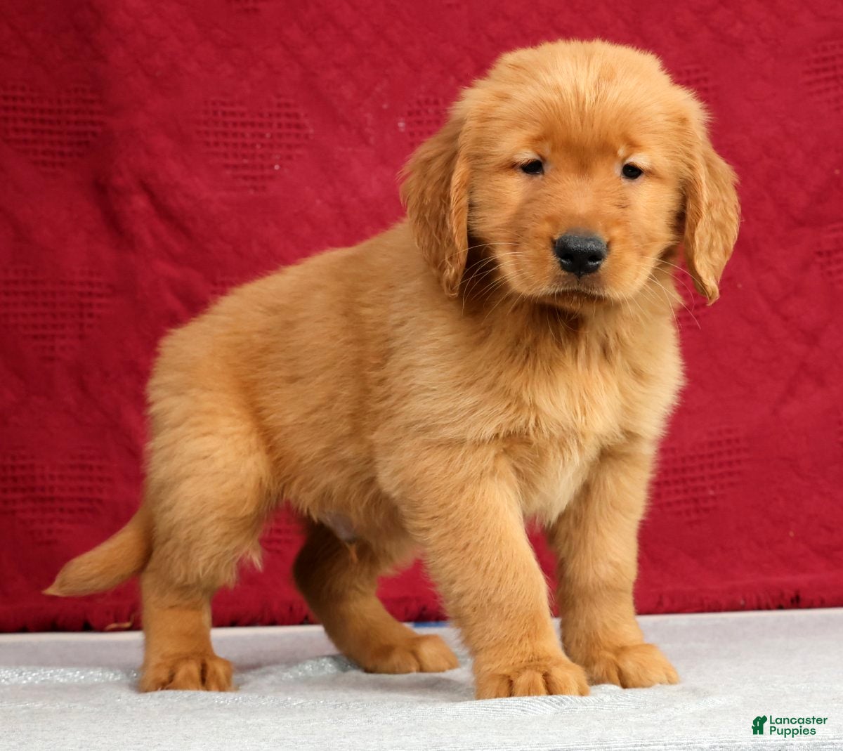 Golden Retriever dogs Tipper - Ad 1
