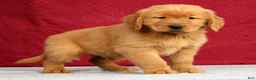 Golden Retriever dogs for sale: Tipper - Ad 1
