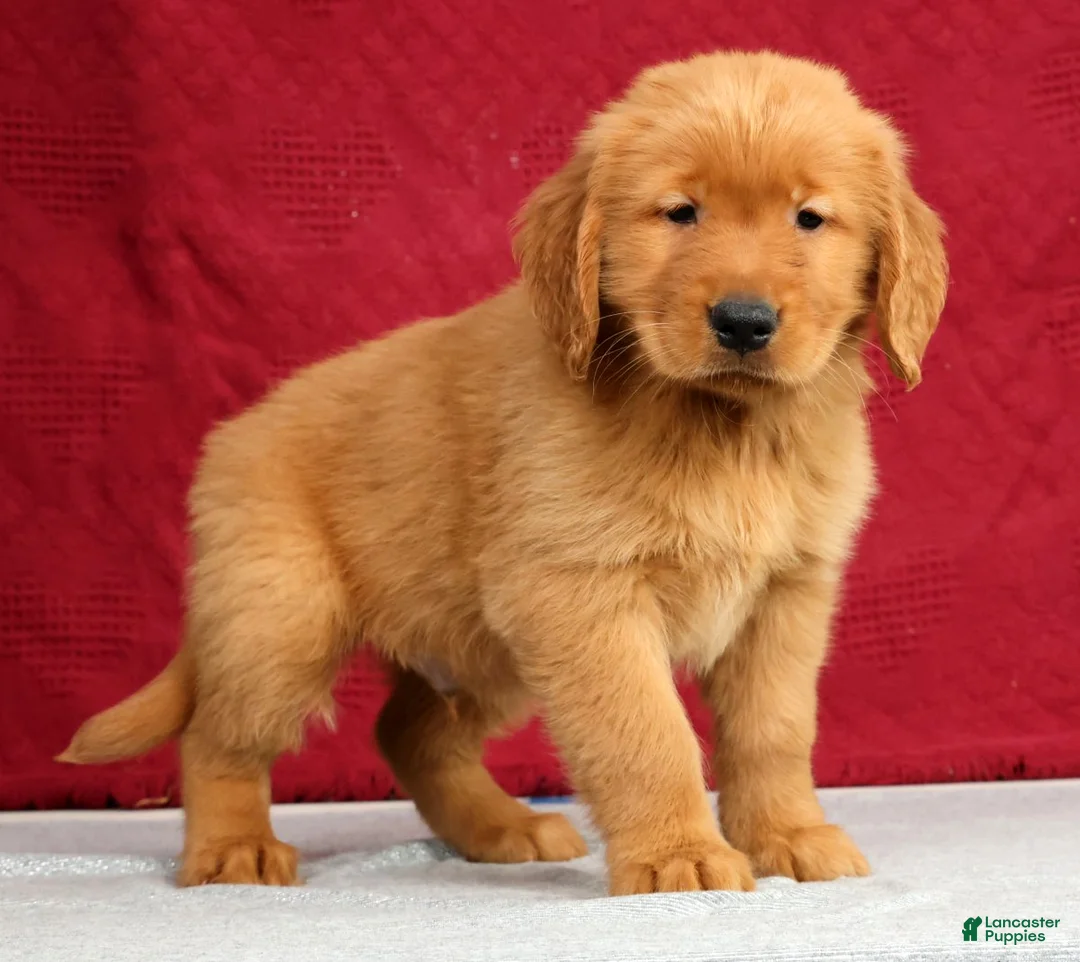 Golden Retriever dogs for sale: Tipper - Ad 1