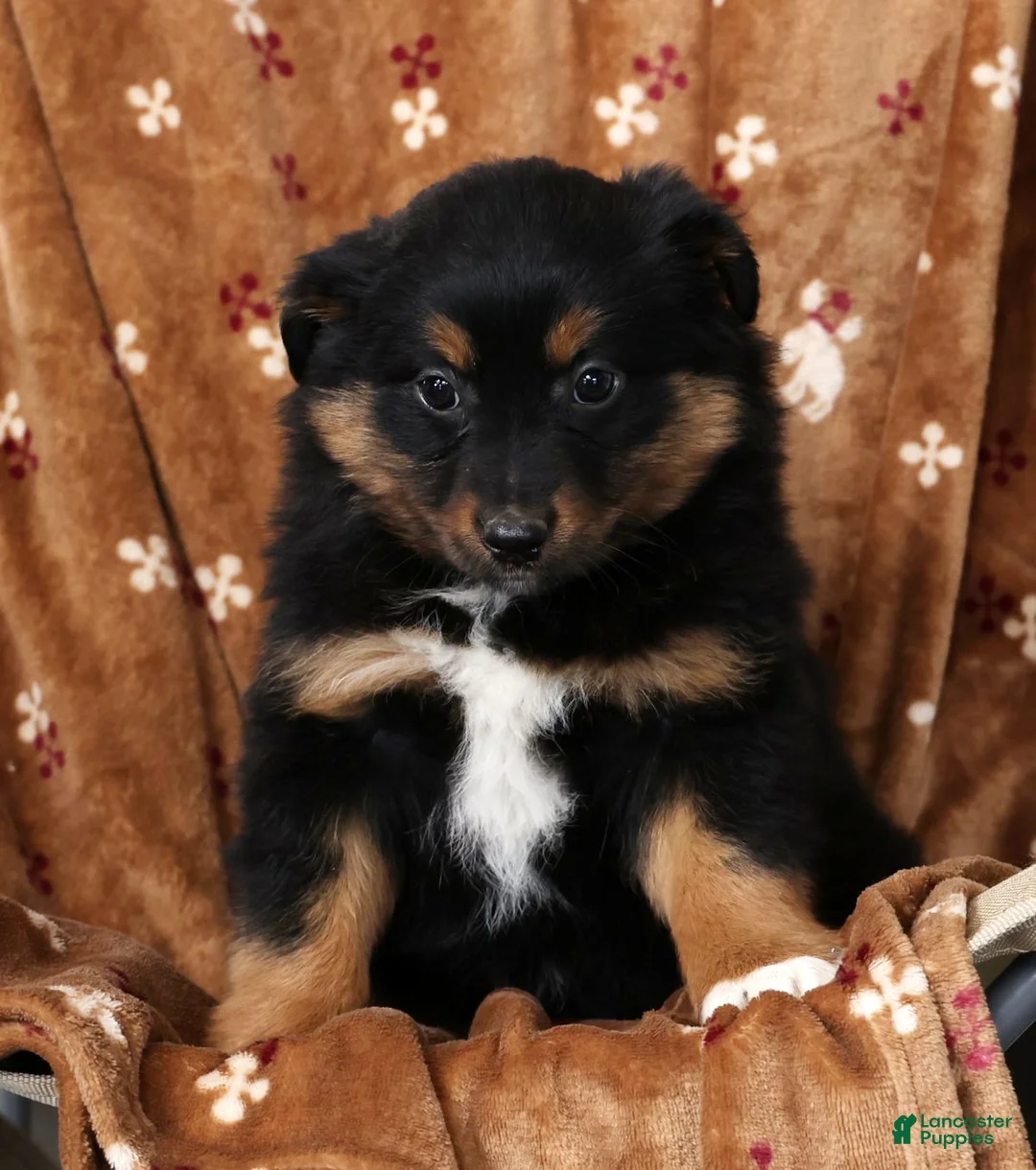 Australian Shepherd dogs for sale: Jane - Ad 7