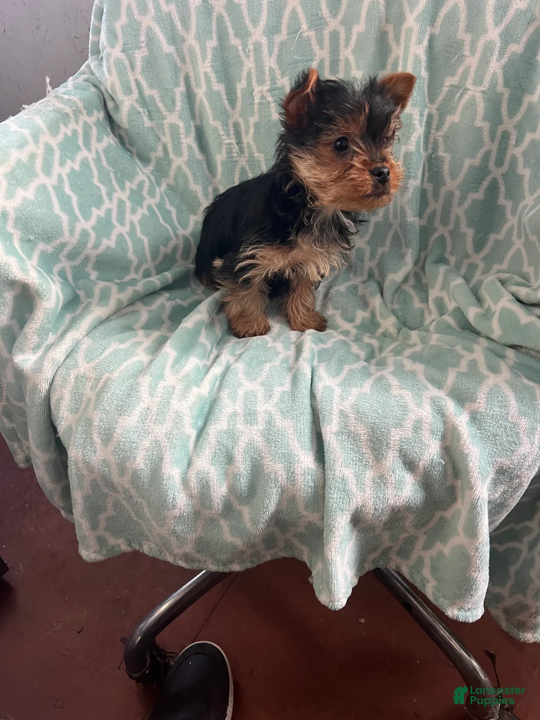 Yorkshire Terrier dogs for sale: William - Ad 7