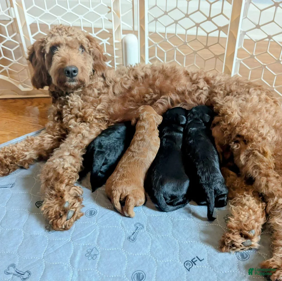 Mixed Breed dogs for sale: Mixed Breed Puppy 1 - Ad 7