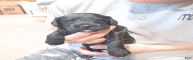 Mixed Breed Puppy 2