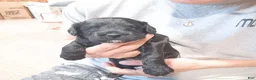 Mixed Breed dogs for sale: Mixed Breed Puppy 2 - Ad 1