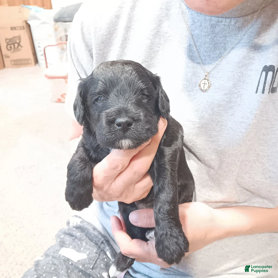 Mixed Breed dogs for sale: Mixed Breed Puppy 2 - Ad 1