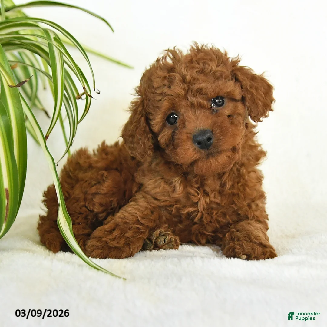 Miniature Poodle dogs for sale: Lou - Ad 2