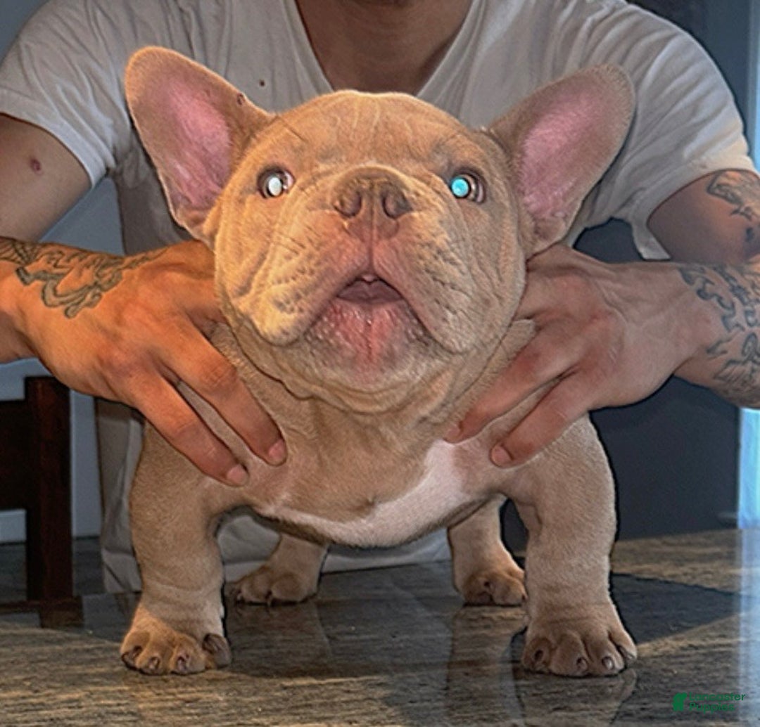 American Bully dogs for sale: American Bully Puppy 1 - Ad 2