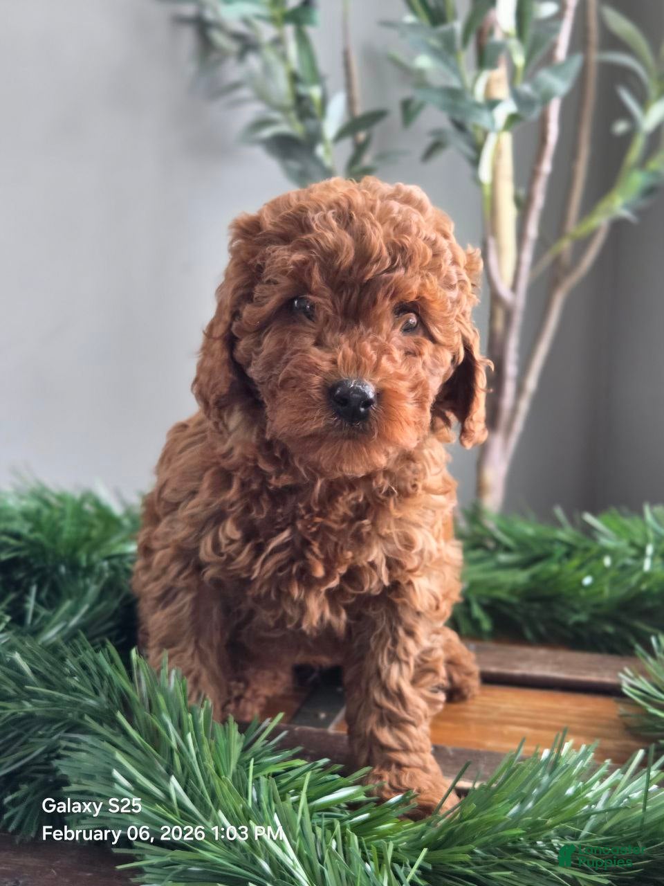 Mini Goldendoodle dogs Cuddles  - Ad 2