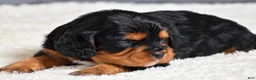 Cavapoo dogs for sale: Freddie - Ad 8