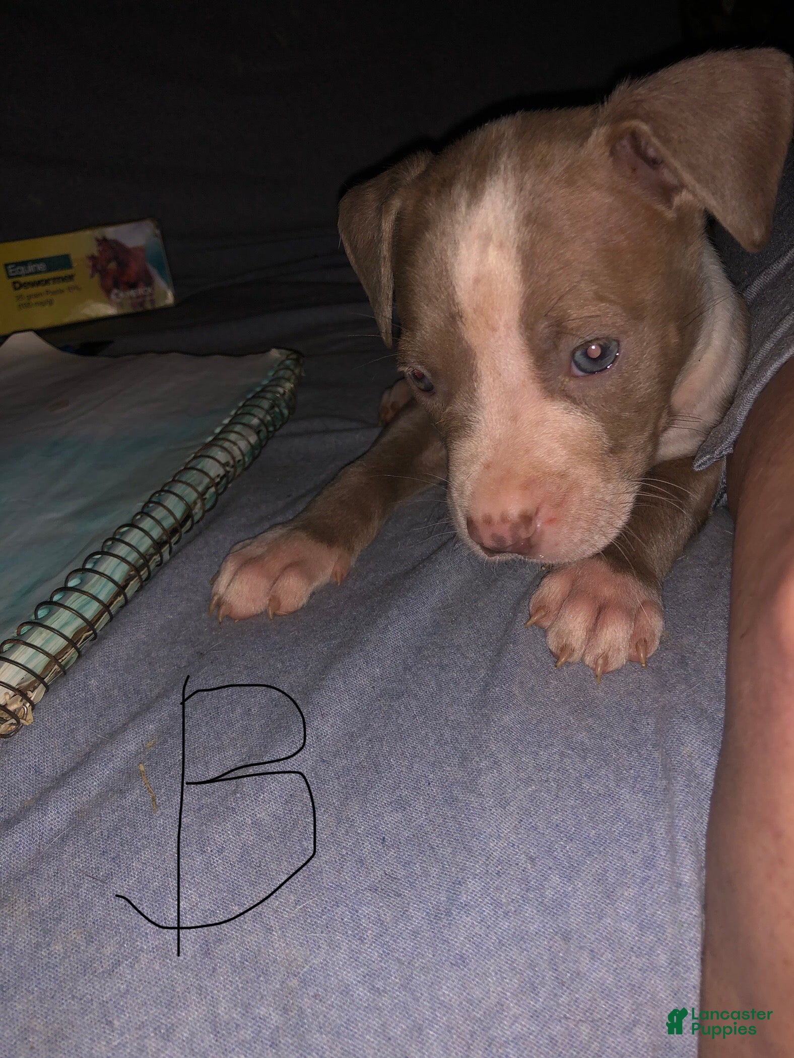 Mixed Breed dogs Mixed Breed Puppy 1 - Ad 3