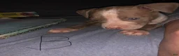 Mixed Breed dogs for sale: Mixed Breed Puppy 1 - Ad 1