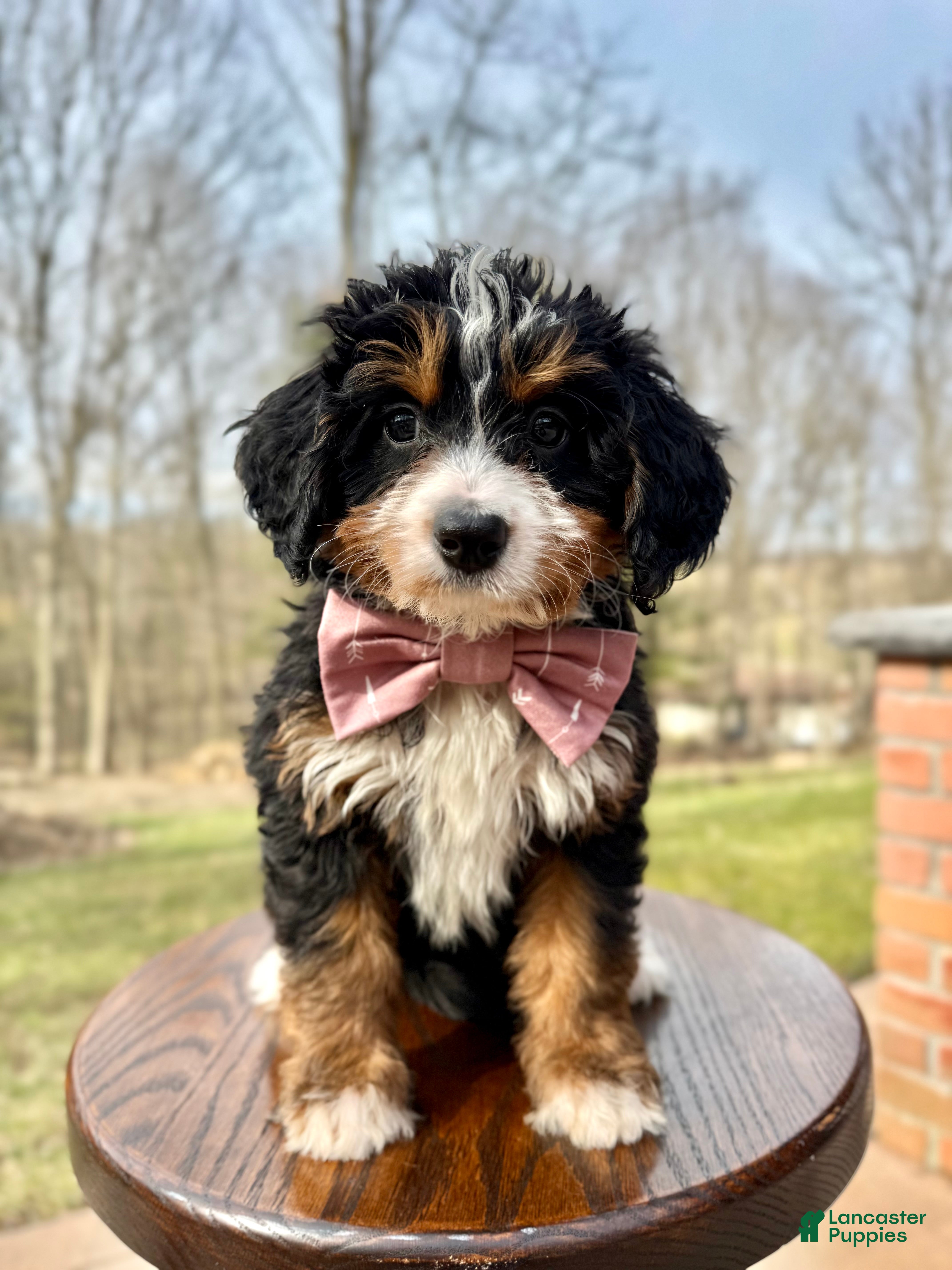 Mini Bernedoodle dogs for sale: 💖 Chloe - Ad 2