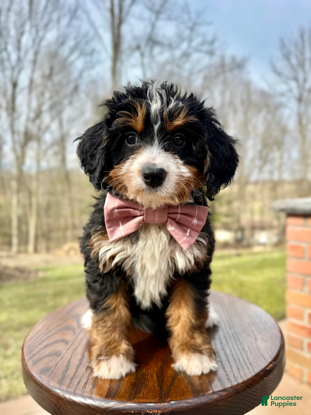 Mini Bernedoodle dogs for sale: 💖 Chloe - Ad 1