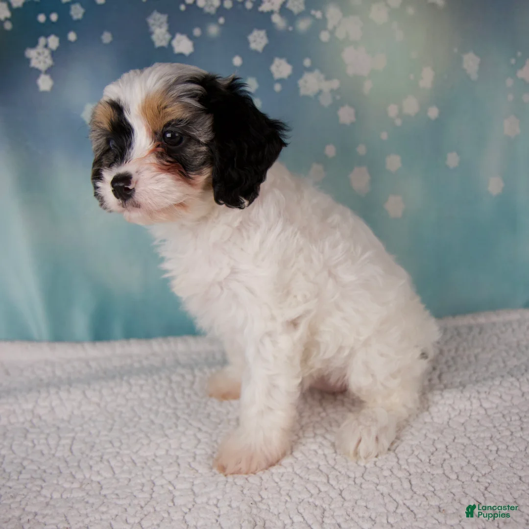 Cavapoo dogs for sale: Mia - Ad 4