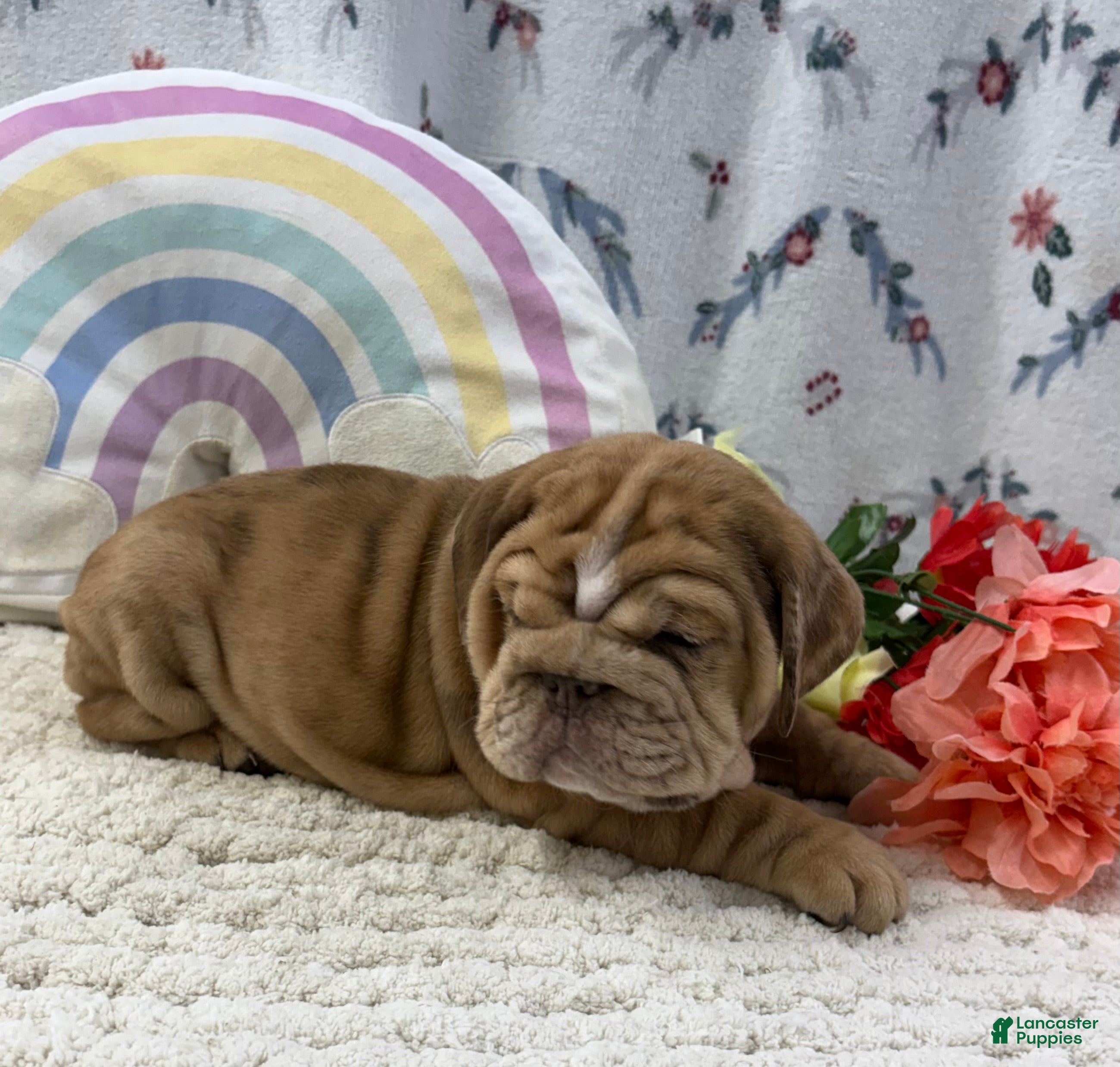English Bulldog dogs Zoey - Ad 2