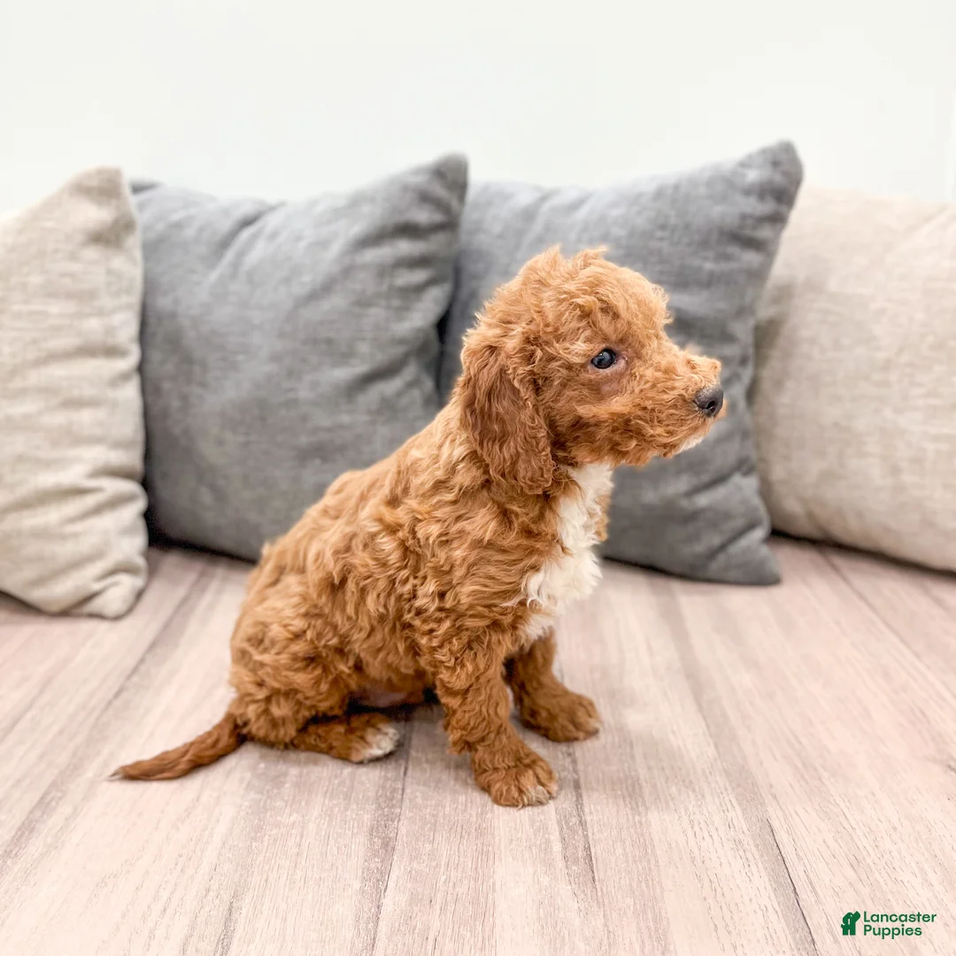Goldendoodle dogs for sale: Asher - Ad 4