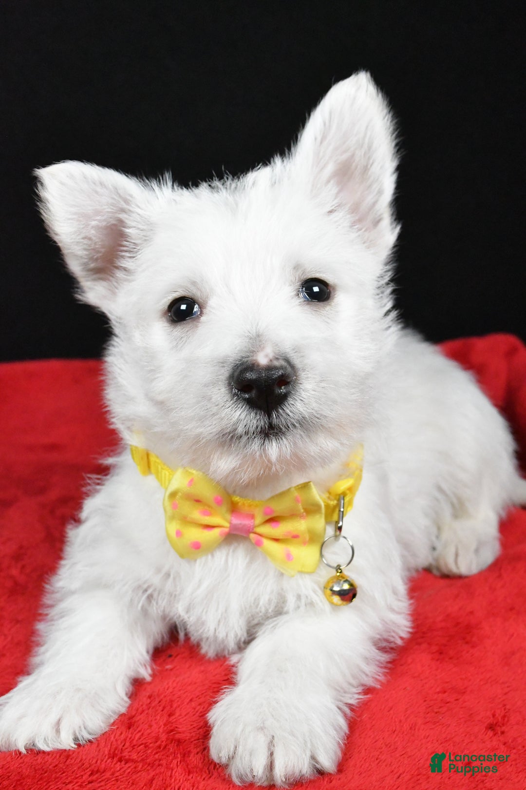 West Highland Terrier dogs for sale: Echo - Ad 4