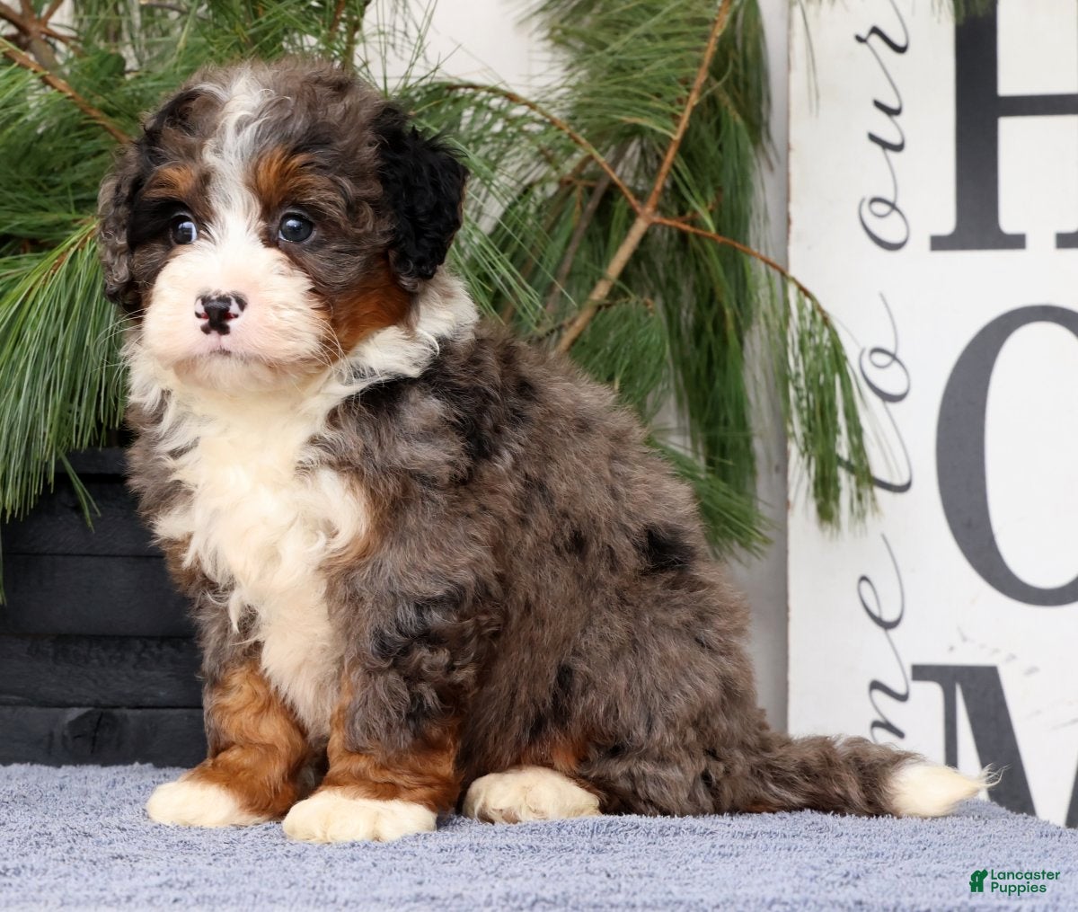 Mini Bernedoodle dogs Tinker - Ad 1