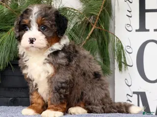 Mini Bernedoodle dogs for sale: Tinker - Ad 1