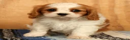 Cavalier King Charles Spaniel dogs for sale: Quinton - Ad 2