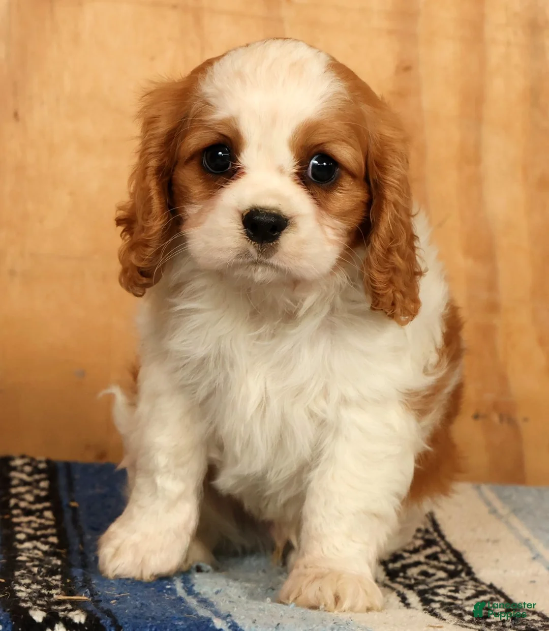 Cavalier King Charles Spaniel dogs for sale: Quinton - Ad 2