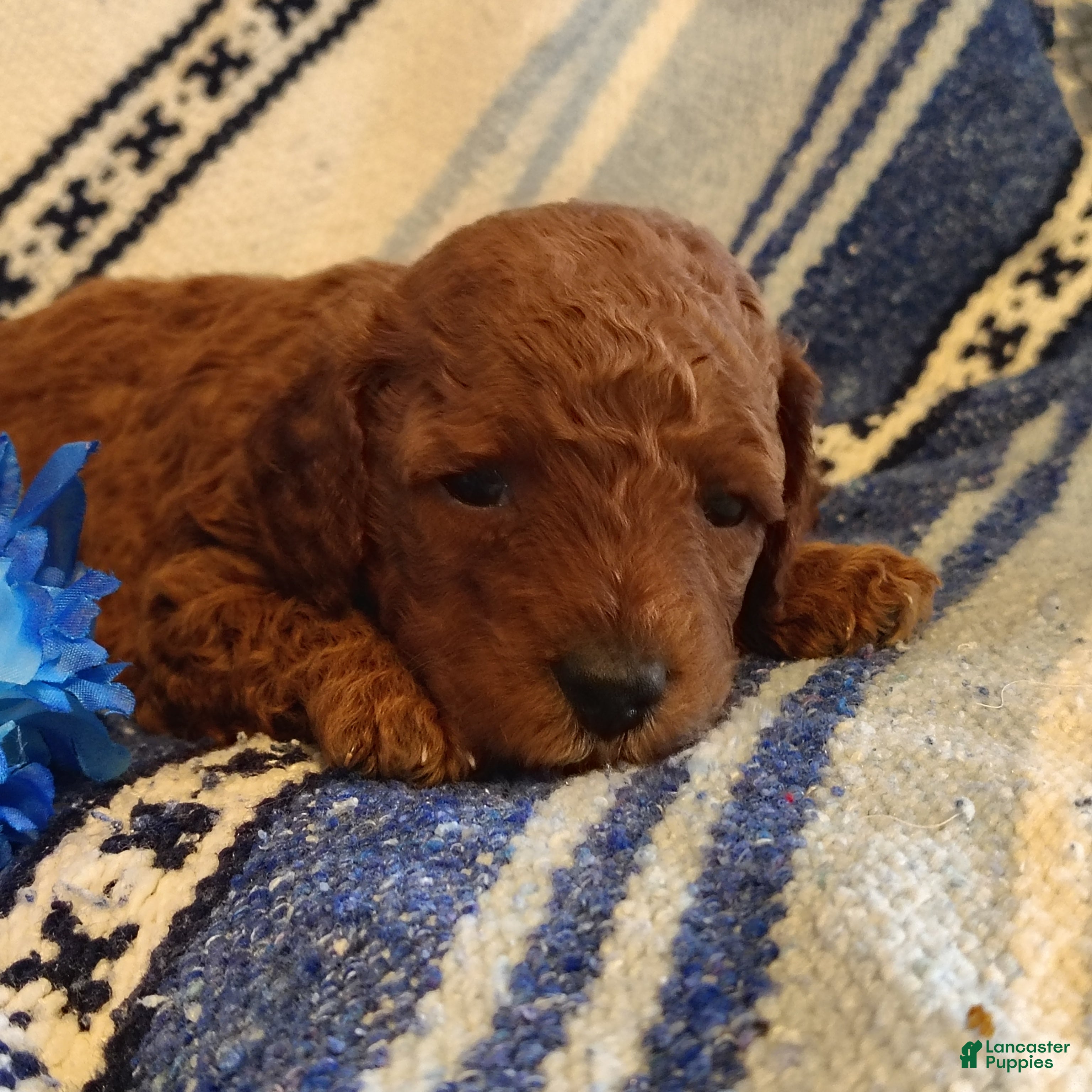 Mini Goldendoodle dogs Sully - Ad 1