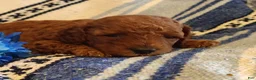 Mini Goldendoodle dogs for sale: Sully - Ad 1